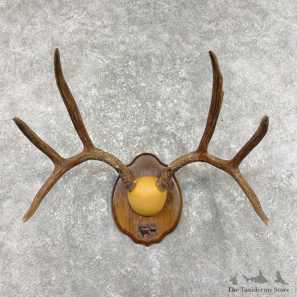 Mule Deer Taxidermy Plaque #26227 For Sale @ The Taxidermy Store