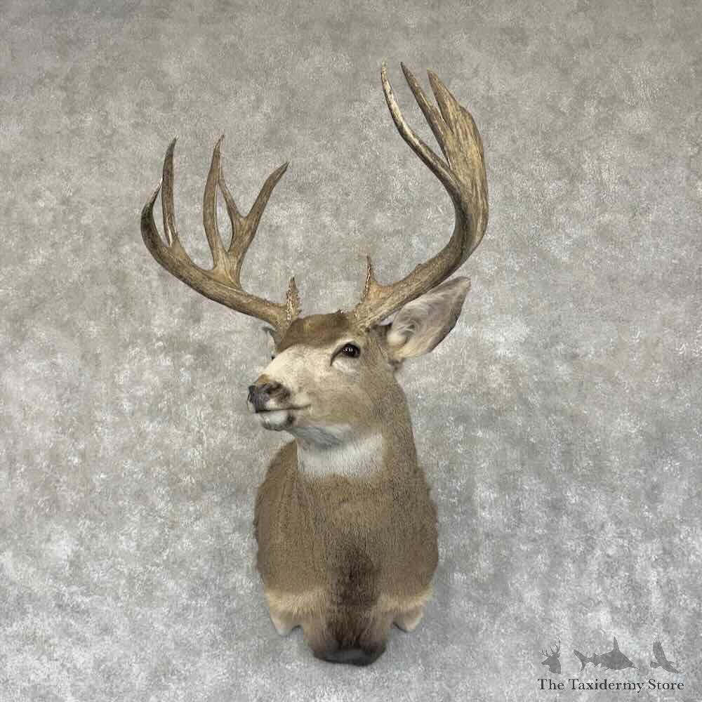 Mule Deer Shoulder Mount For Sale #30679 @ The Taxidermy Store