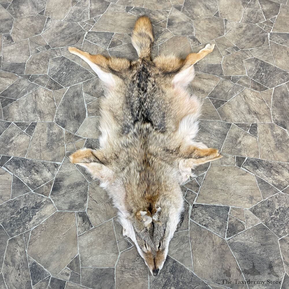 Coyote Tanned Hide For Sale #27914 @ The Taxidermy Store