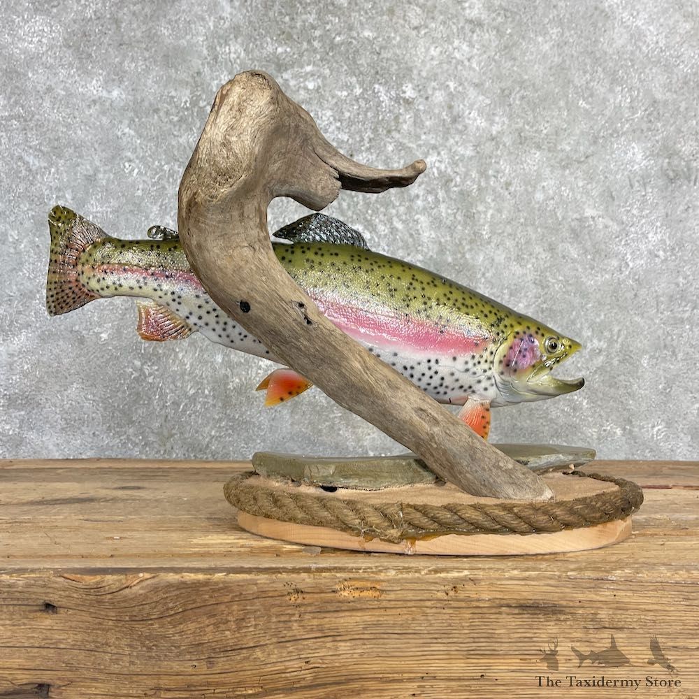Rainbow Trout Fish Mount For Sale #27192 @ The Taxidermy Store