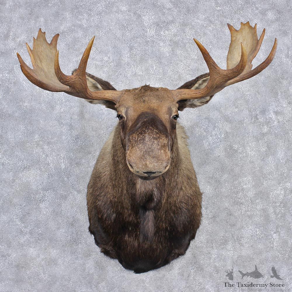 Alaskan Moose Shoulder Taxidermy Head Mount #12542 For Sale @ The Taxidermy Store