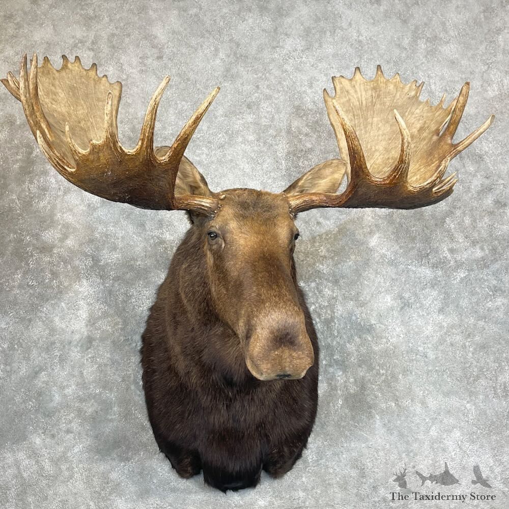 Moose Shoulder Taxidermy Mount For Sale #27295 - The Taxidermy Store