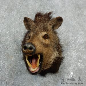Peccary Taxidermy Mount For Sale #17921 @ The Taxidermy Store