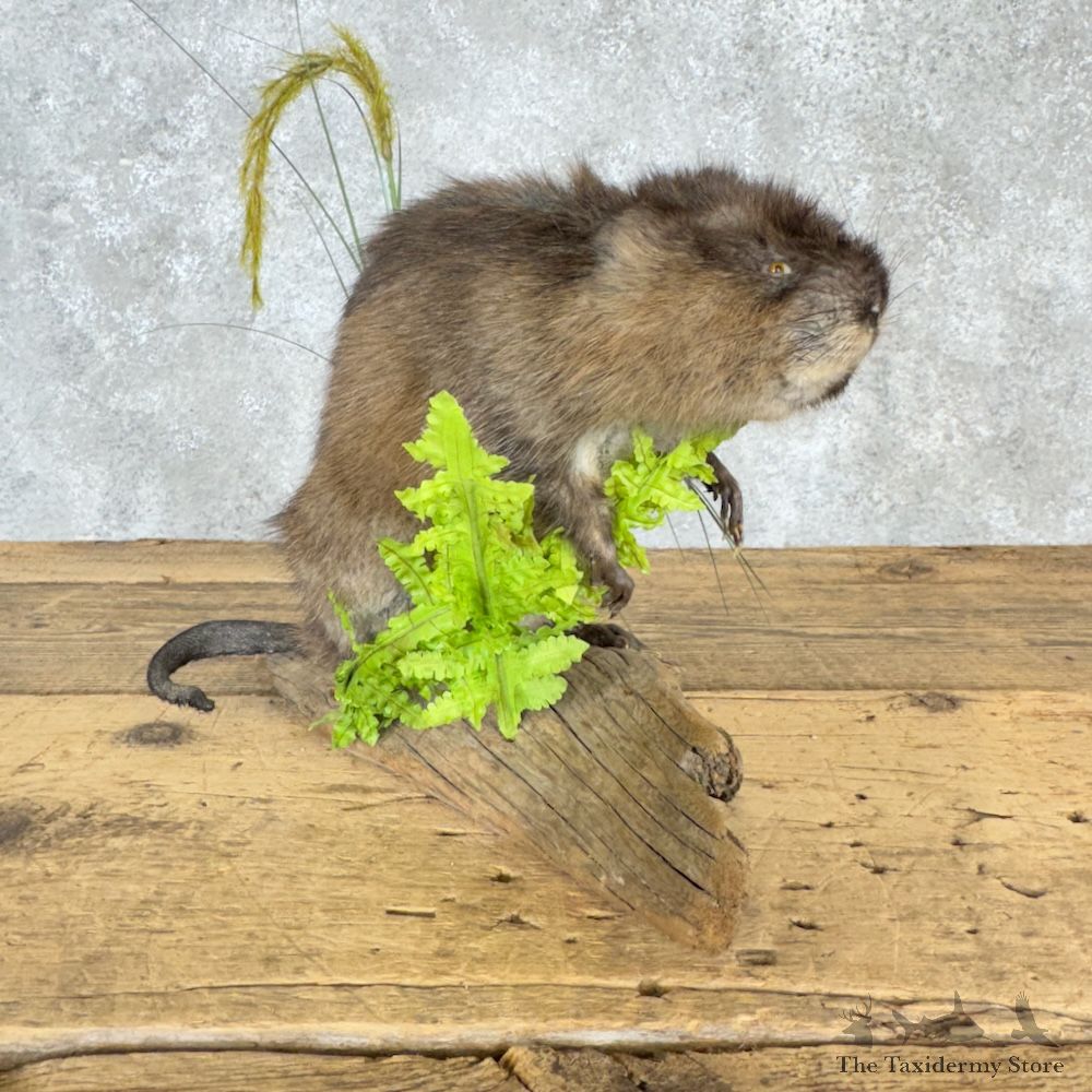 Muskrat Life-Size Mount For Sale #29953 @ The Taxidermy Store