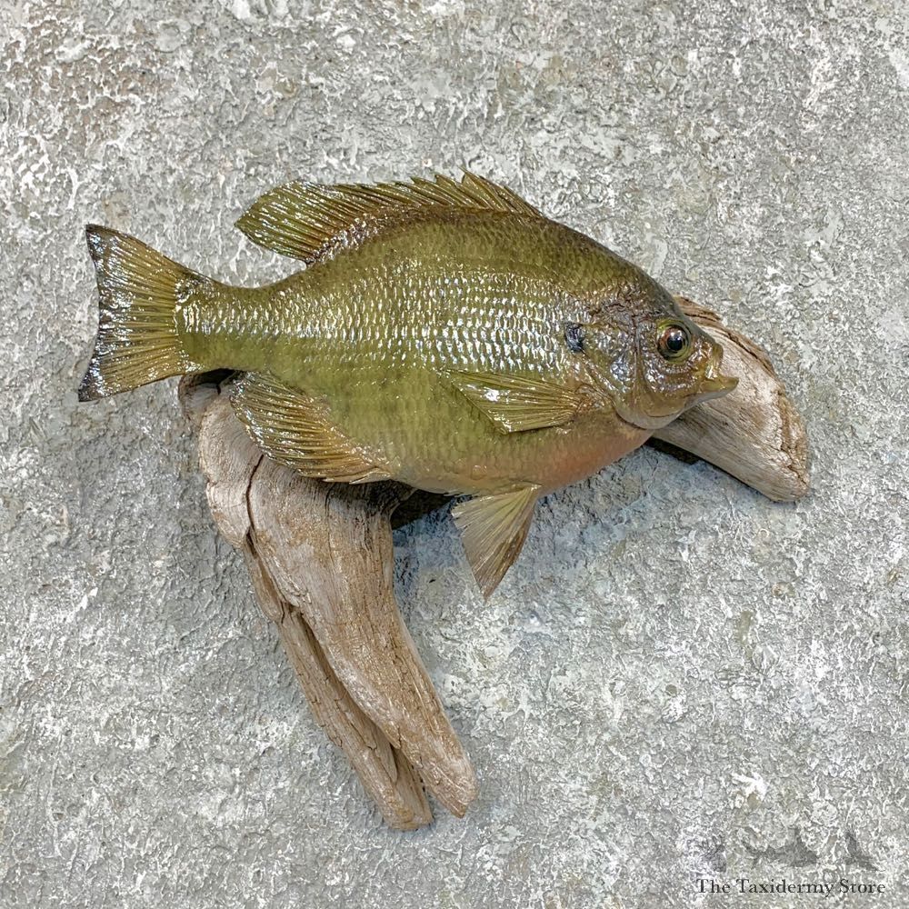 Bluegill Taxidermy Fish Mount #23619 For Sale @ The Taxidermy Store