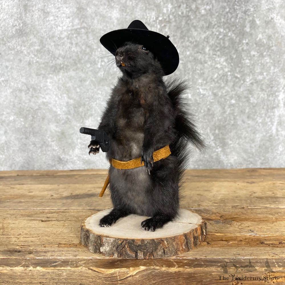 Cowboy Squirrel Novelty Mount For Sale #24064 @ The Taxidermy Store
