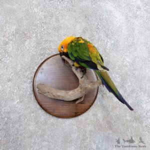 Sun Conure Bird Mount For Sale #18595 @ The Taxidermy Store