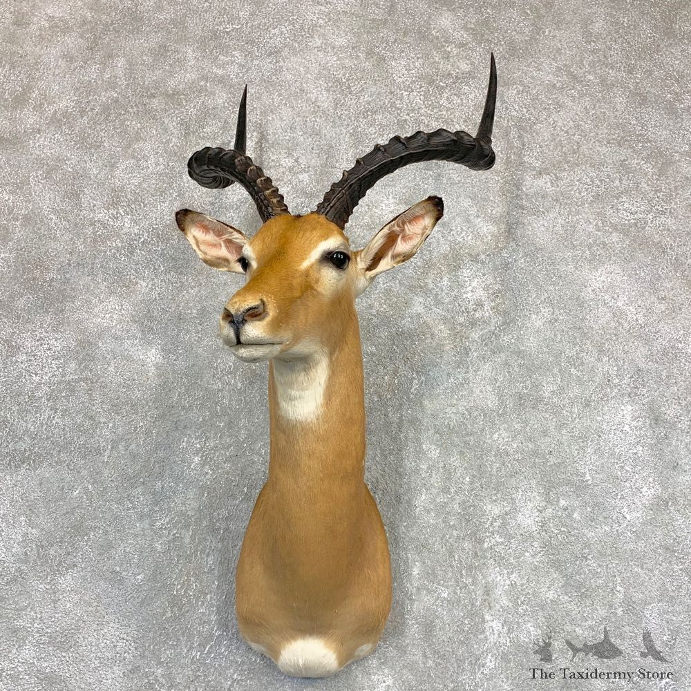 Southern Impala Shoulder Mount For Sale #22098 @ The Taxidermy Store