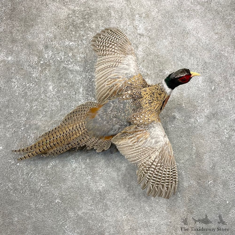 Ringneck Pheasant Bird Mount For Sale #24775 @ The Taxidermy Store