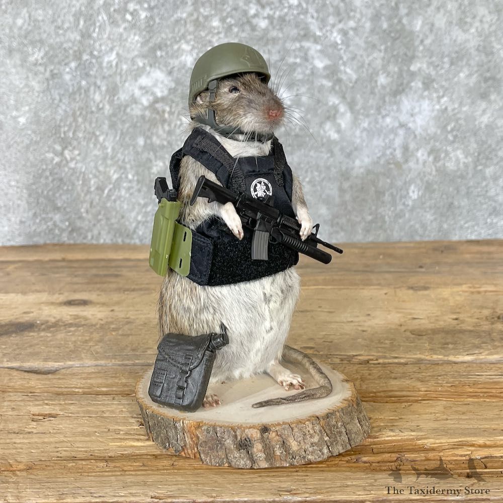 Tactical Rat Novelty Mount For Sale #26552 @ The Taxidermy Store