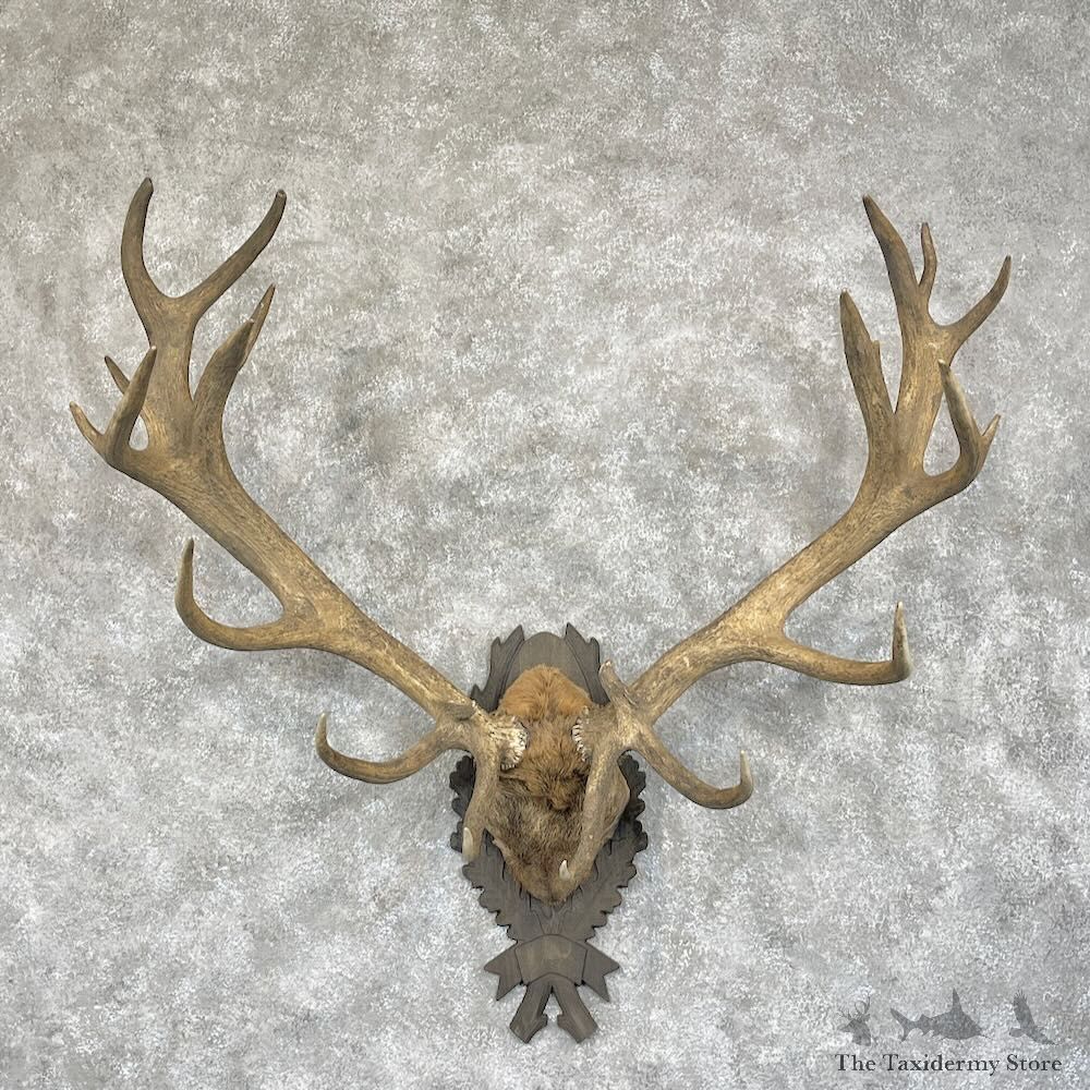 Red Deer Stag Plaque Mount For Sale #28300 @ The Taxidermy Store