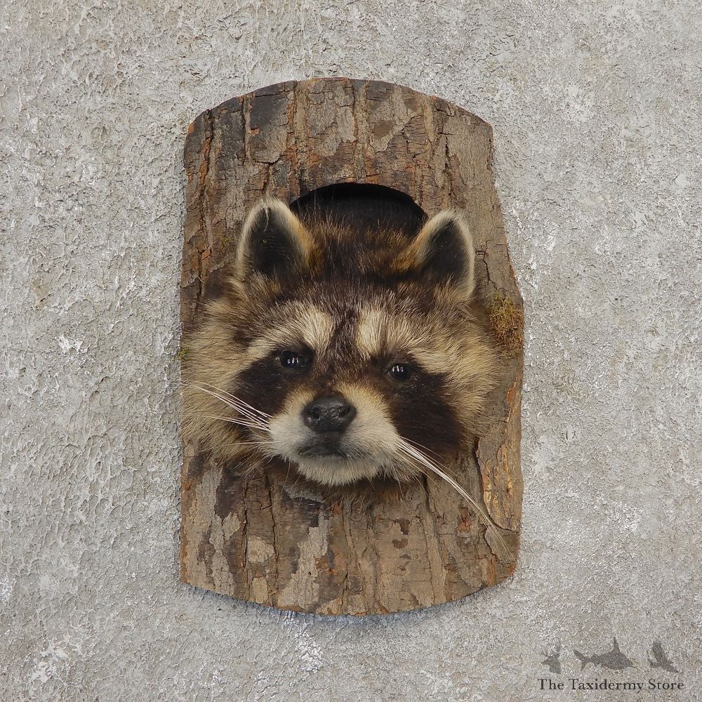 Raccoon Head Novelty Mount For Sale #21154 @ The Taxidermy Store