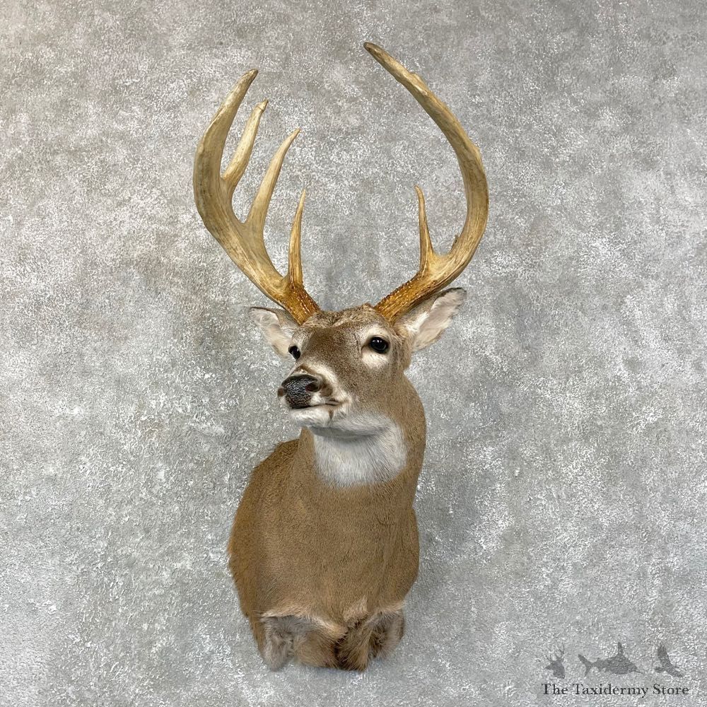 Whitetail Deer Shoulder Mount #24660 For Sale - The Taxidermy Store
