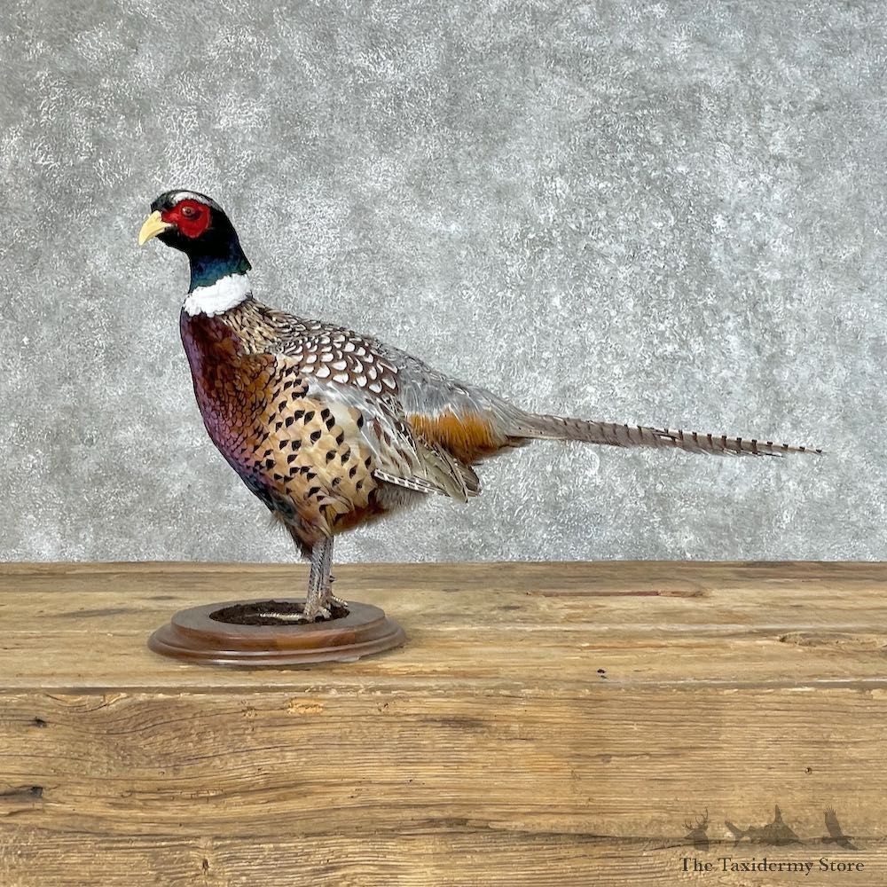 Ringneck Pheasant Bird Mount For Sale #25354 @ The Taxidermy Store