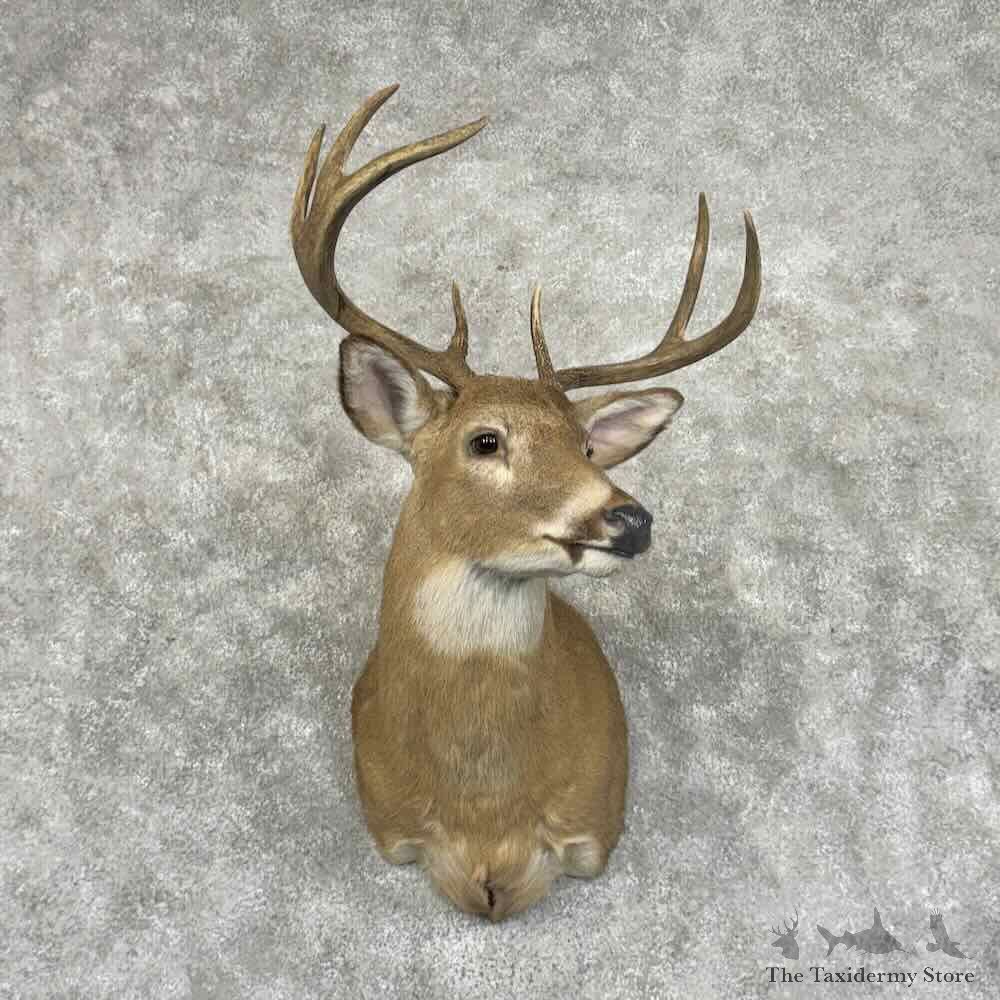 Whitetail Deer Shoulder Mount For Sale #31003 @ The Taxidermy Store