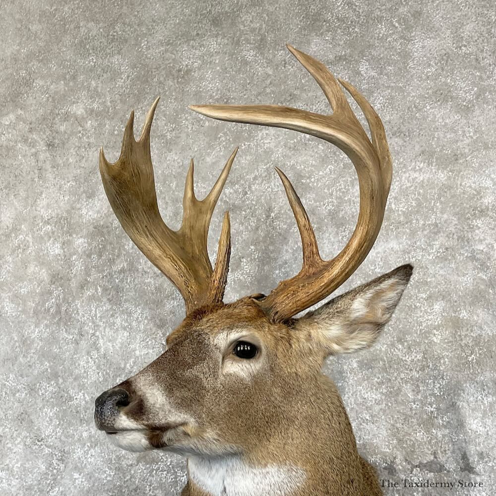 Whitetail Deer Shoulder Mount For Sale #28168 - The Taxidermy Store