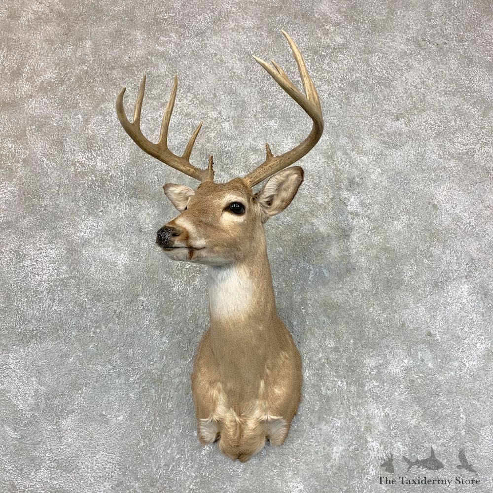 South Eastern Whitetail Deer Shoulder Mount #23518 For Sale - The Taxidermy Store