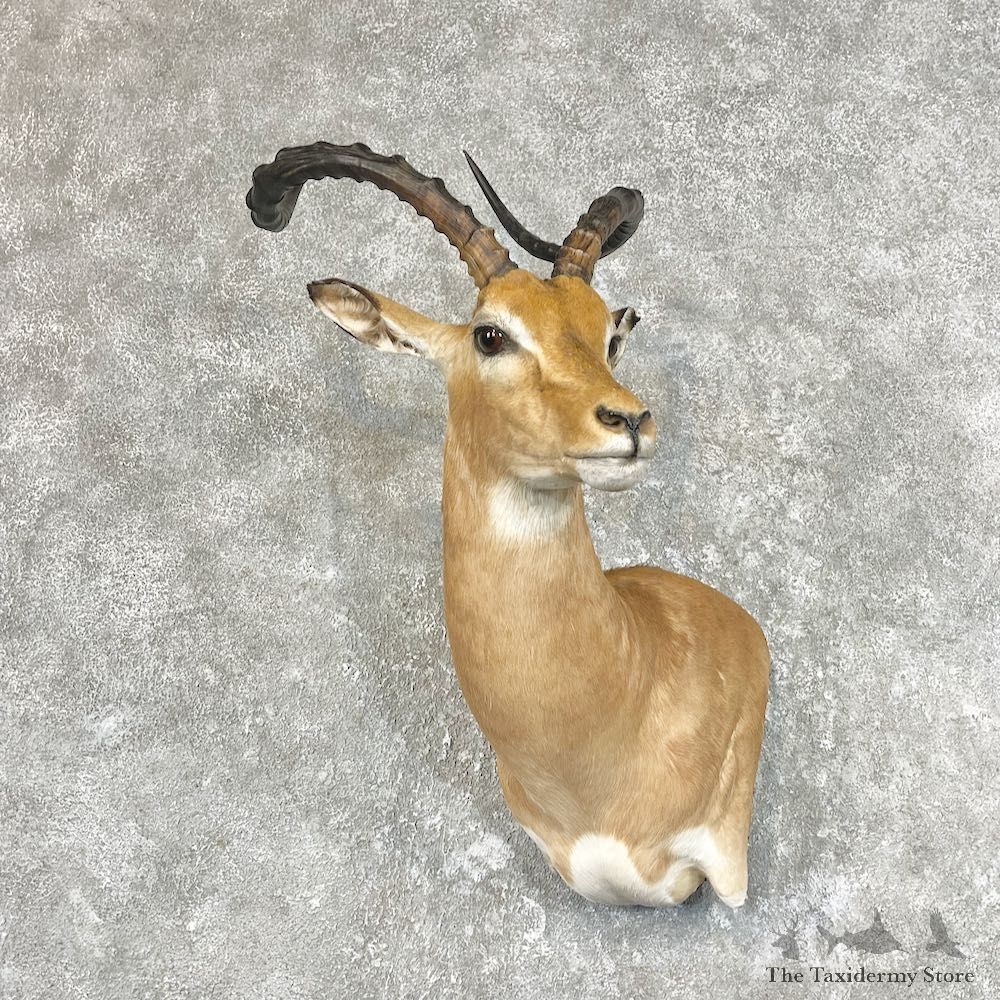 South African Impala Wall Pedestal For Sale #26752 @ The Taxidermy Store