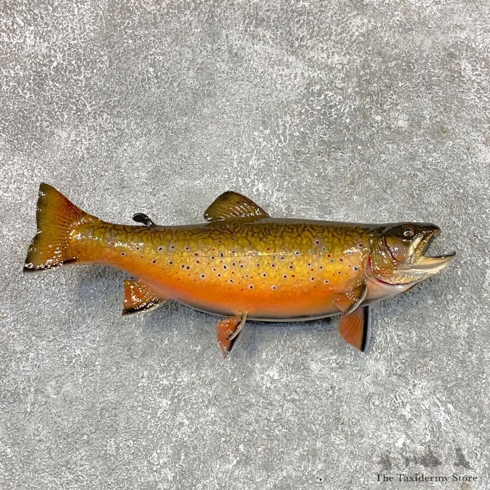 Brook Trout Fish Mount For Sale #22492 @ The Taxidermy Store