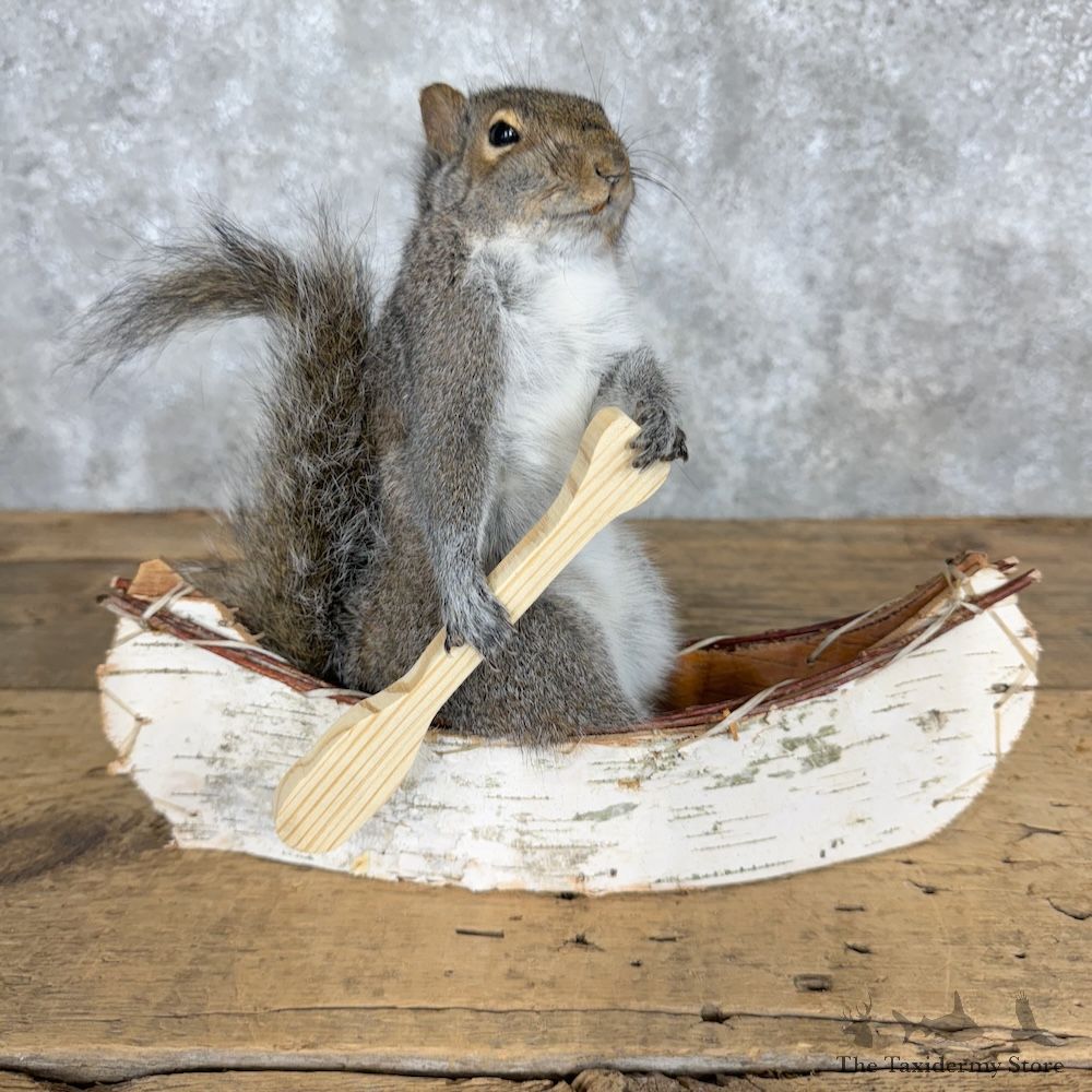 Canoe Squirrel Novelty Mount For Sale #29496 @ The Taxidermy Store