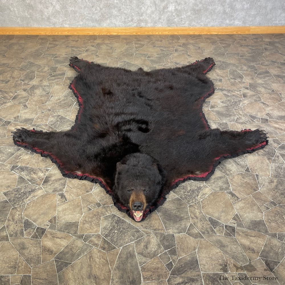 Black Bear Full-Size Rug For Sale #25588 @ The Taxidermy Store