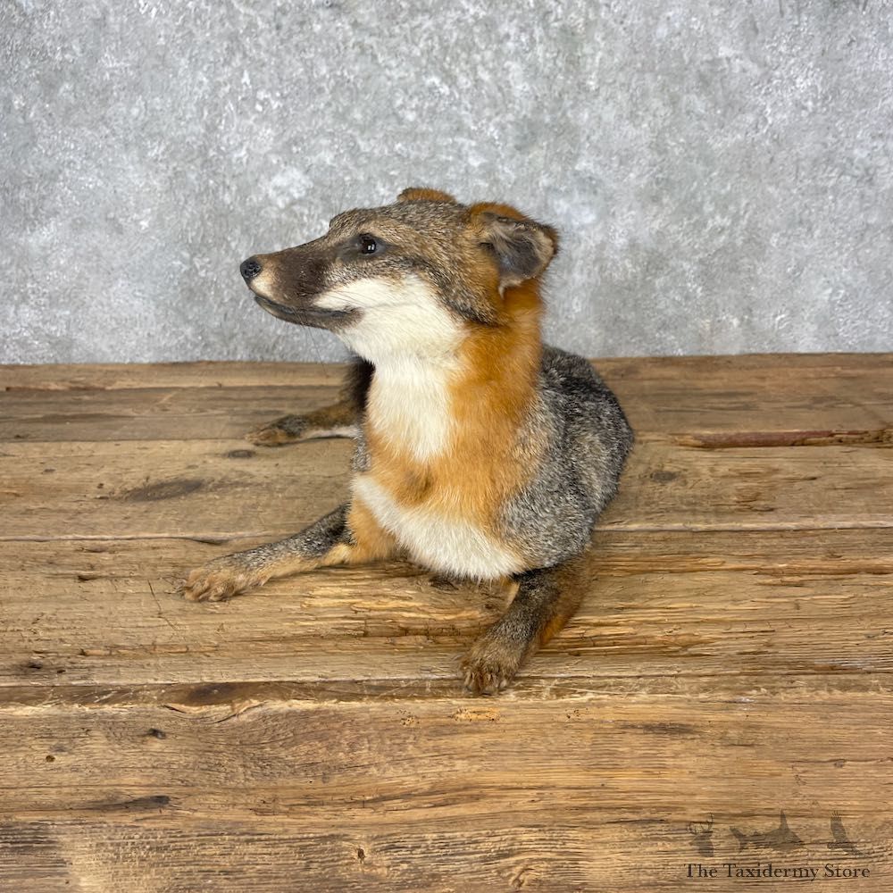 Grey Fox Life-Size Mount For Sale #26972 @ The Taxidermy Store