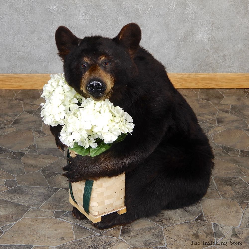 Black Bear Taxidermy Mount #Black Bear Taxidermy Mount #18971 For Sale @ The Taxidermy Store For Sale @ The Taxidermy Store