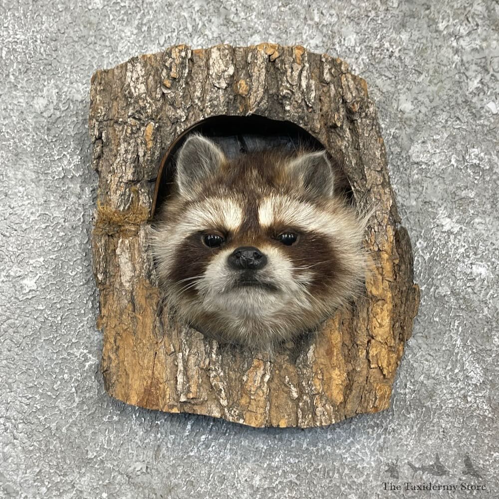Novelty Raccoon Cave Scene Mount For Sale #27396 @ The Taxidermy Store