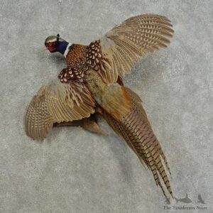 Ringneck Pheasant Bird Mount For Sale #16672 @ The Taxidermy Store