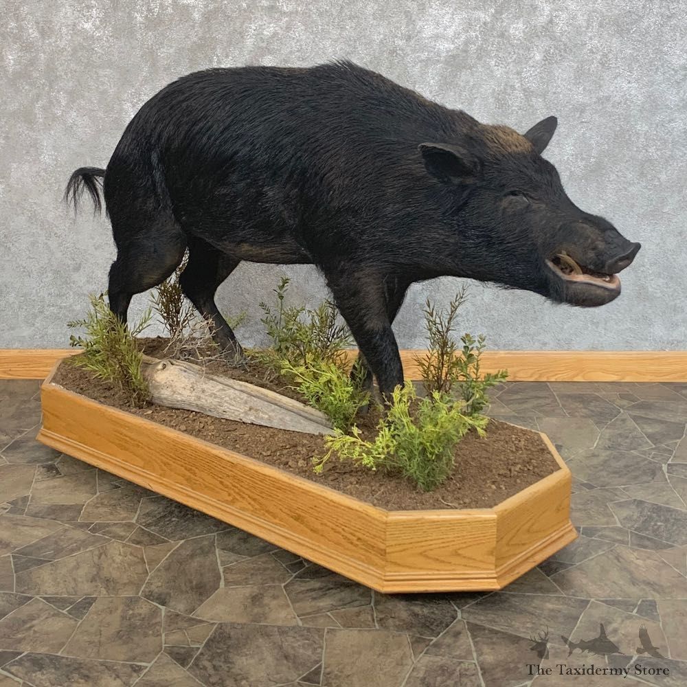 Wild Boar Life-Size Mount For Sale #23744 @ The Taxidermy Store