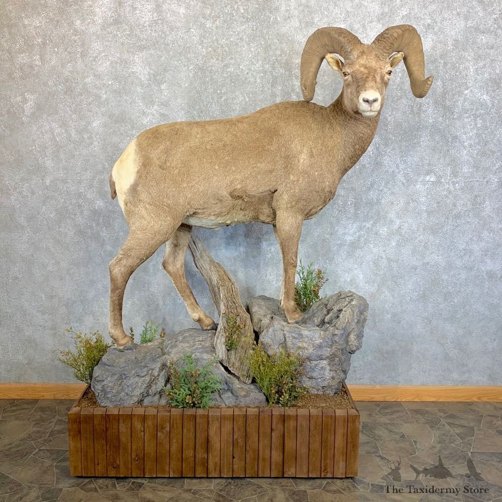 Wyoming Bighorn Sheep Life-Size Taxidermy Mount #23656 For Sale - The Taxidermy Store