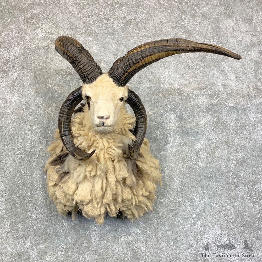 Jacob’s Four Horn Taxidermy Mount For Sale #22847 @ The Taxidermy Store