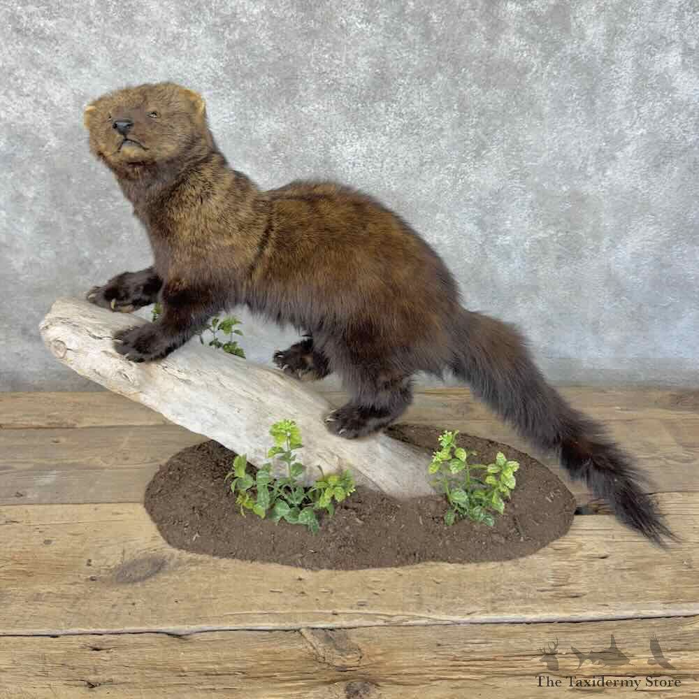 Fisher Life-Size Mount For Sale #30538 @ The Taxidermy Store