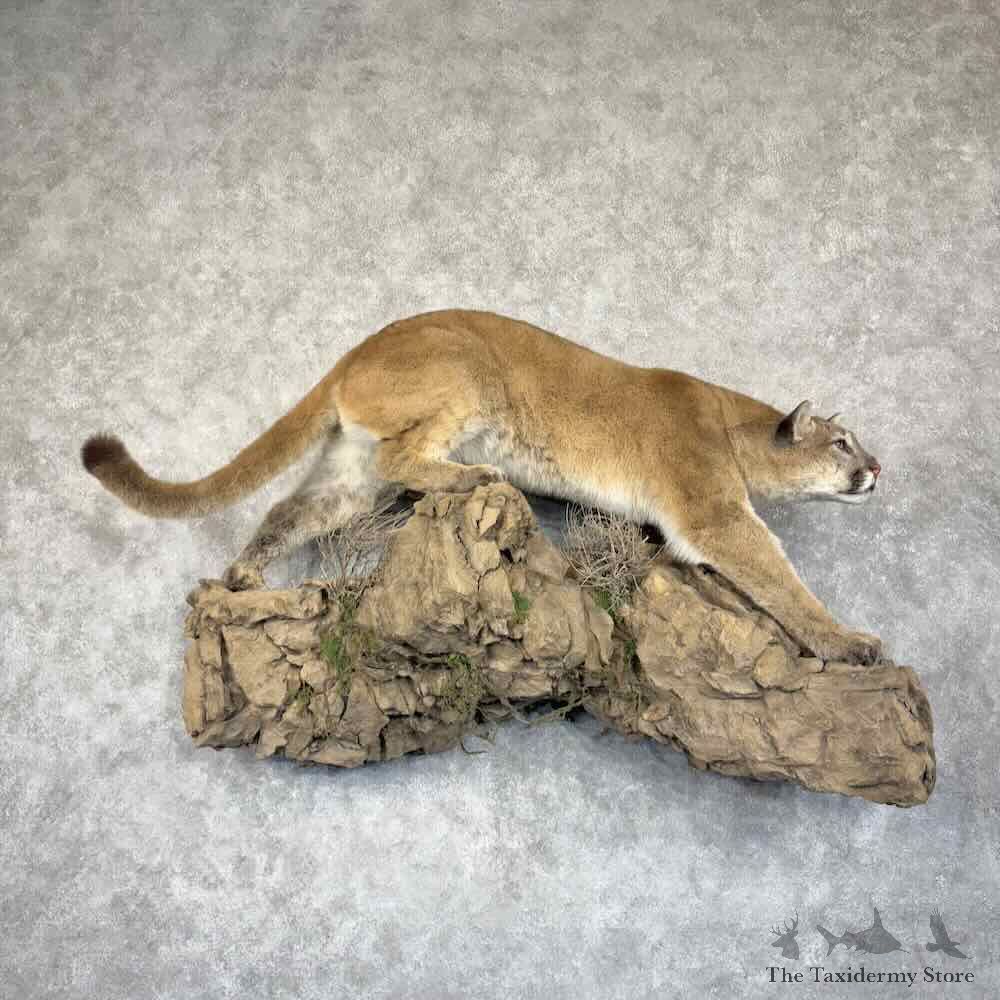 Mountain Lion Life-Size Mount For Sale #30686 @ The Taxidermy Store