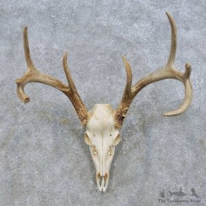 Whitetail Deer Skull European Mount For Sale #14637 @ The Taxidermy Store