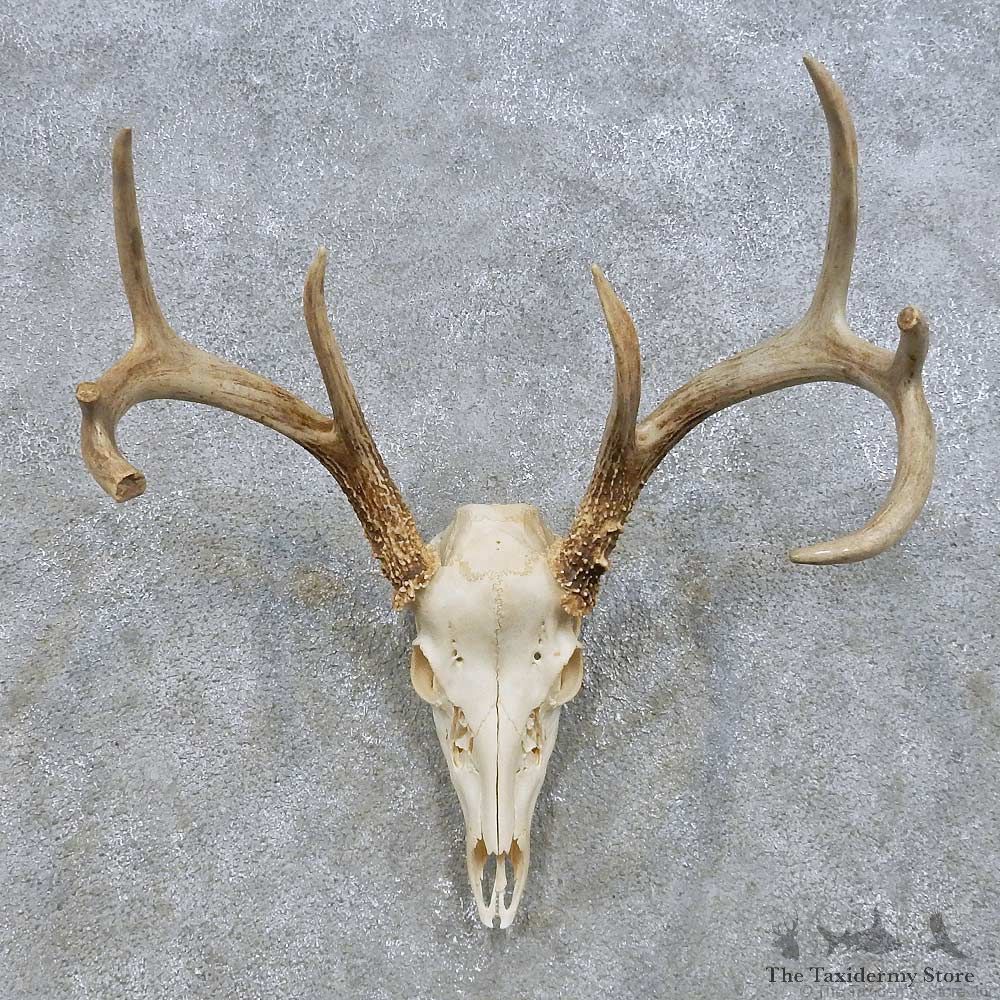 Whitetail Deer Skull European Mount For Sale #14637 @ The Taxidermy Store