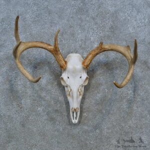 Whitetail Deer Skull Antler European Mount For Sale #15349 @ The Taxidermy Store