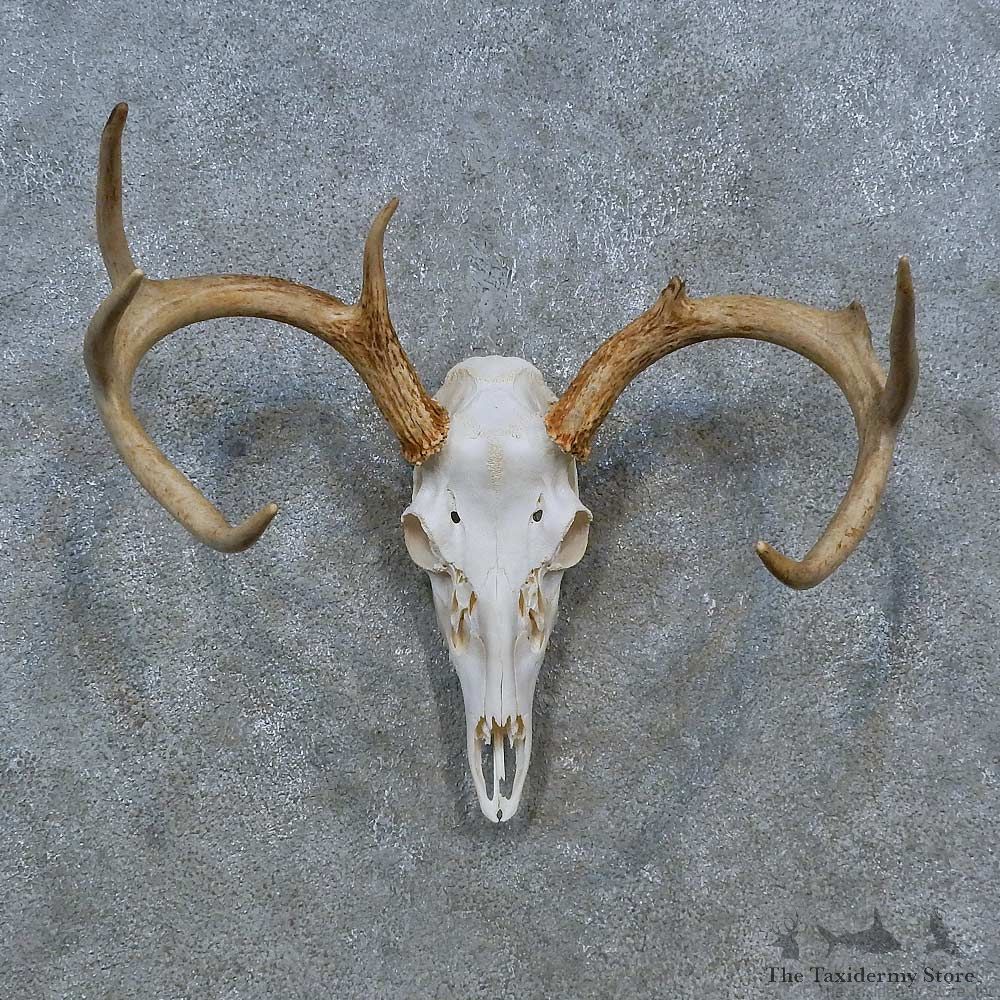 Whitetail Deer Skull Antler European Mount For Sale #15349 @ The Taxidermy Store