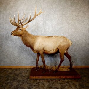 Rocky Mountain Elk Life-Size Mount For Sale #19557 @ The Taxidermy Store