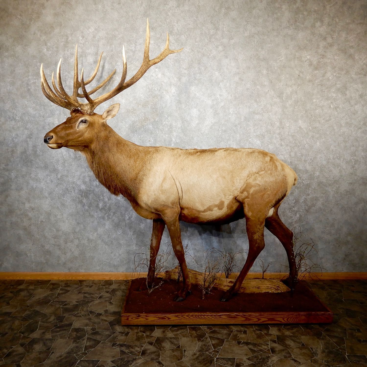 Rocky Mountain Elk Life-Size Mount For Sale #19557 @ The Taxidermy Store