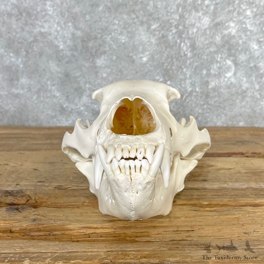 Alaskan Grizzly Bear Skull Mount For Sale #25057 @ The Taxidermy Store