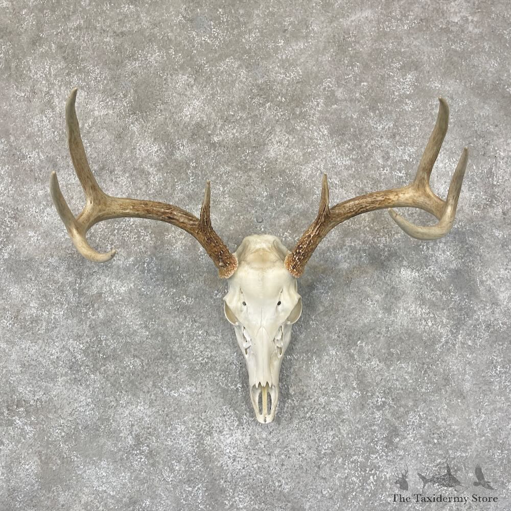 Whitetail Deer Skull European Mount For Sale #28739 @ The Taxidermy Store