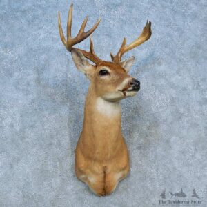 Whitetail Deer Shoulder Mount For Sale #15471 @ The Taxidermy Store