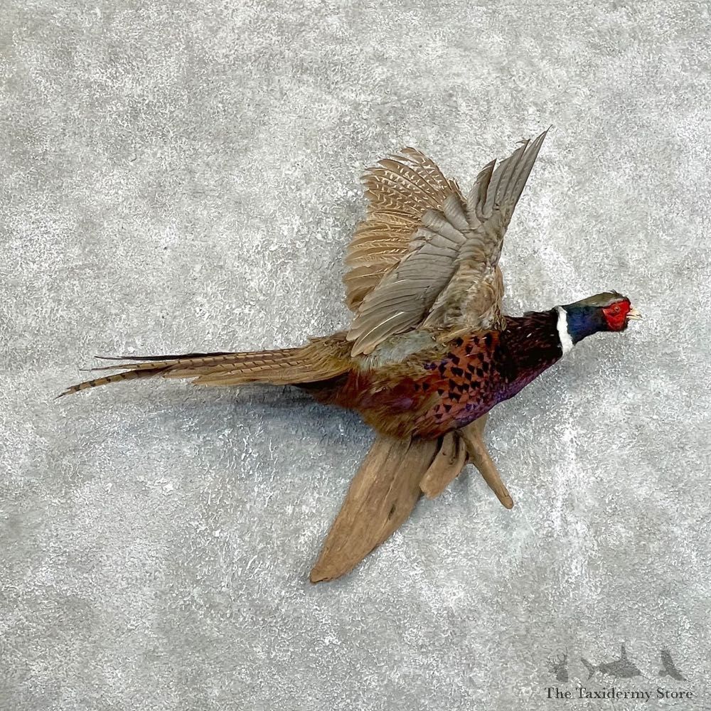 Ringneck Pheasant Bird Mount For Sale #24209 @ The Taxidermy Store