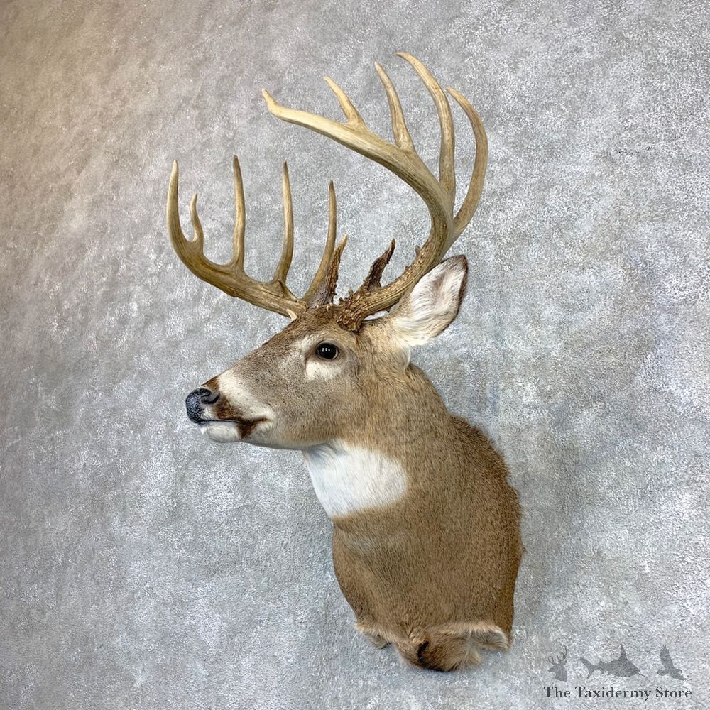 Whitetail Deer Shoulder Mount For Sale #23382 @ The Taxidermy Store