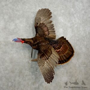 Eastern Turkey Bird Mount For Sale #17742 @ The Taxidermy Store