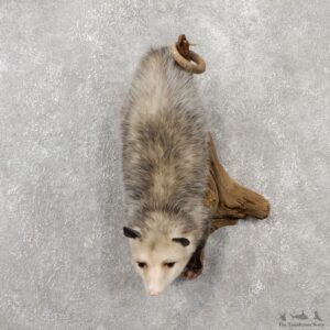 Wall Hanging Opossum Mount For Sale #19070 @ The Taxidermy Store