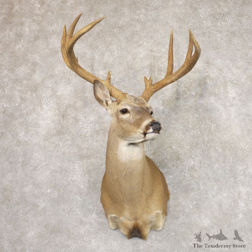 Whitetail Deer Shoulder Mount #22178 For Sale - The Taxidermy Store