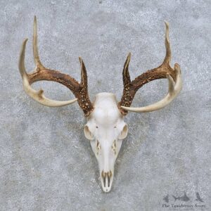 Whitetail Deer Skull European Mount For Sale #14648 @ The Taxidermy Store