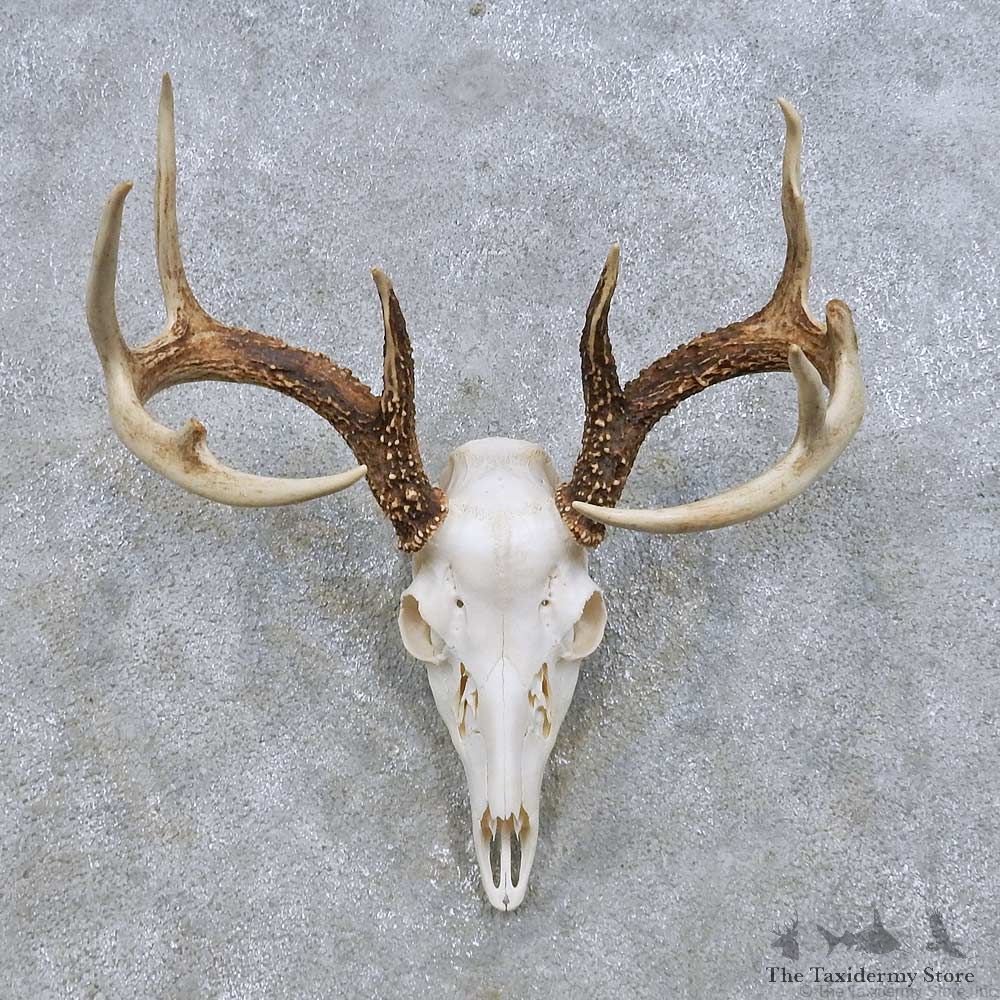 Whitetail Deer Skull European Mount For Sale #14648 @ The Taxidermy Store